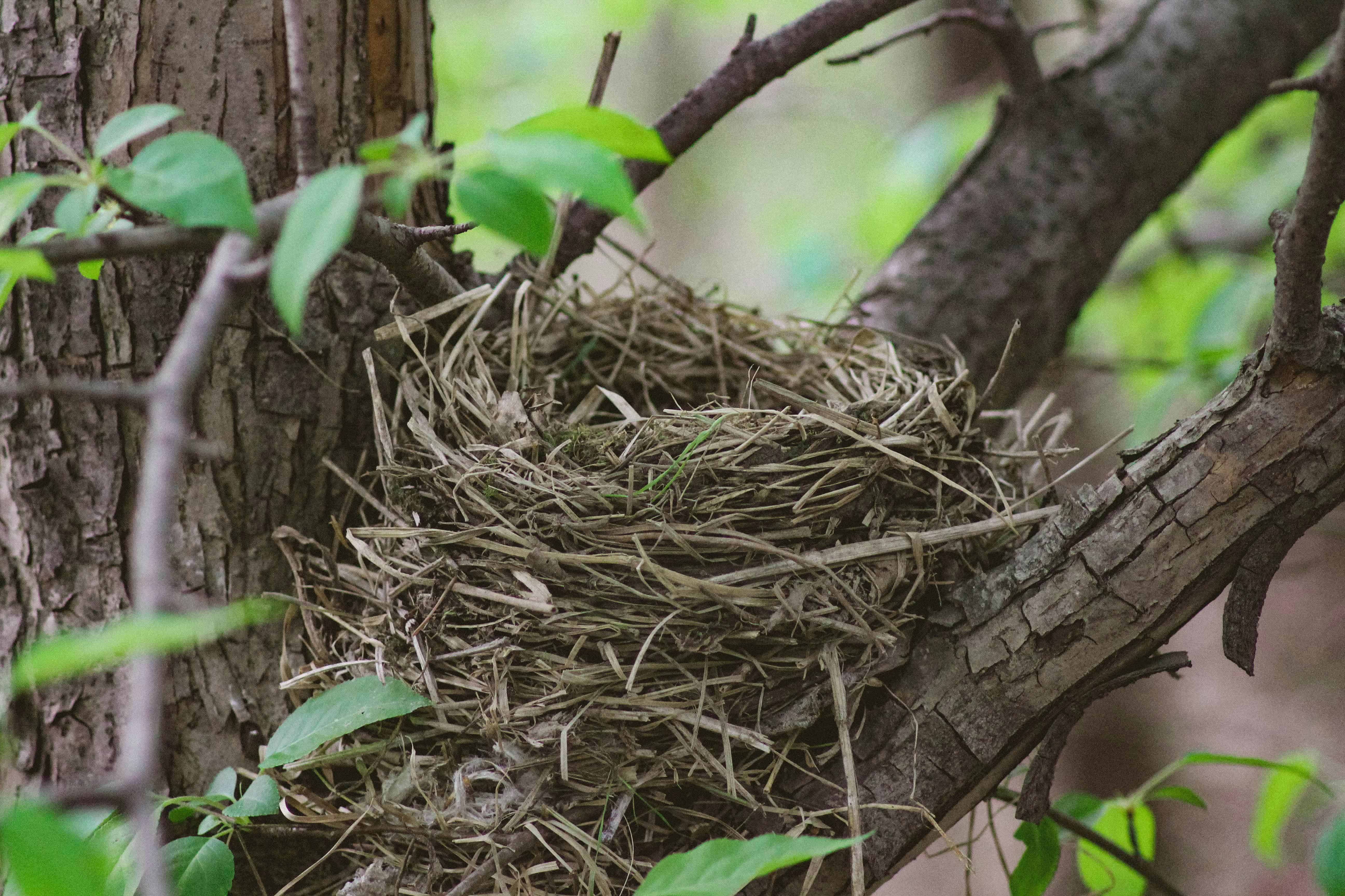 An Empty Nest, A Full Heart: How to Thrive When Your Kids Leave Home ...